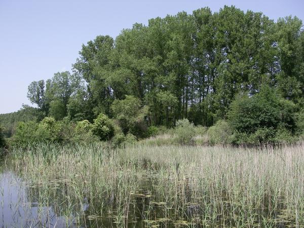 Odonaten der Schweiz Östliche Moosjungfer - Leucorrhinia  albifrons 