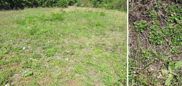 Tagfalter der Schweiz  Spätsommer-Würfelfalter - Pyrgus cirsii