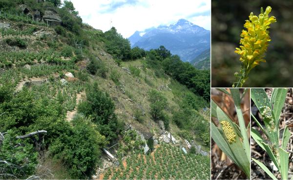 Papillons de jour de Suisse Mélitée des linaires - Melitaea deione