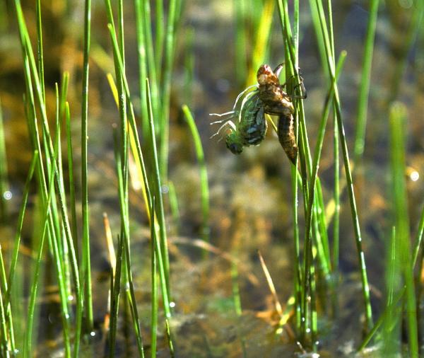 Odonaten der Schweiz Hochmoor-Mosaikjungfer - Aeshna  subarctica elisabethae 