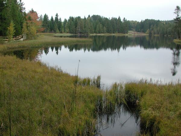 Odonaten der Schweiz Speer-Azurjungfer - Coenagrion  hastulatum