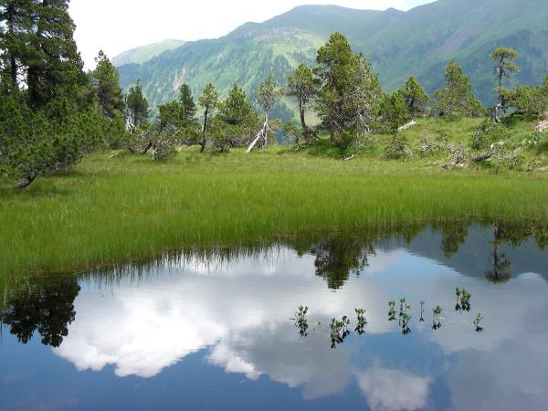 Odonaten der Schweiz Alpen-Mosaikjungfer - Aeshna  caerulea 