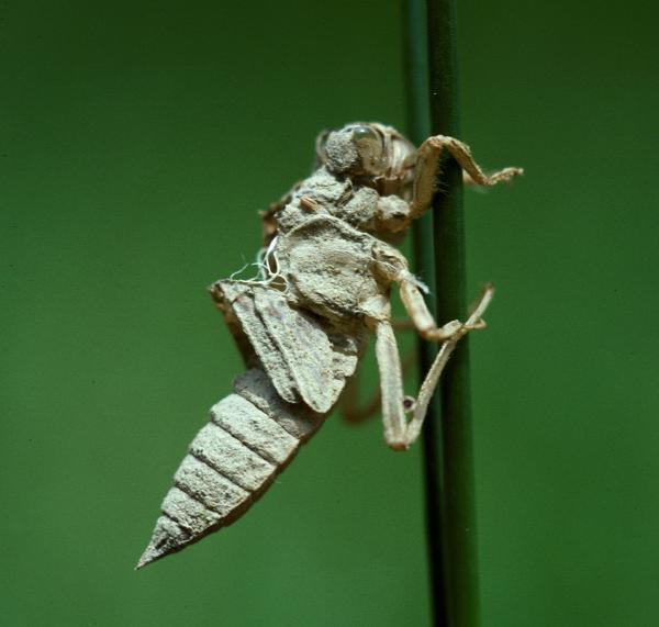 Odonaten der Schweiz Östlicher Blaupfeil - Orthetrum  albistylum 