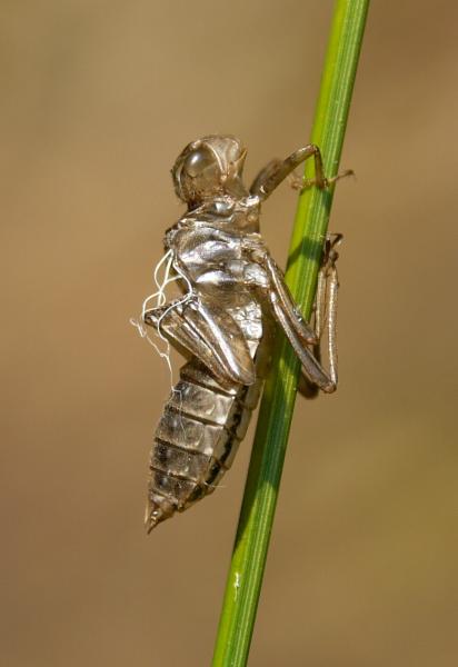 Odonaten der Schweiz Kleine Moosjungfer - Leucorrhinia  dubia 