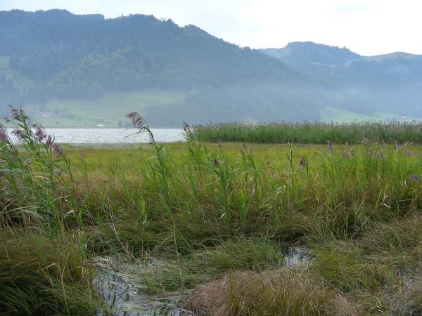 Odonaten der Schweiz Gebänderte Heidelibelle - Sympetrum  pedemontanum 