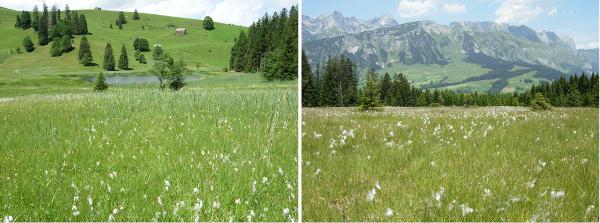 Papillons de jour de Suisse Fadet des tourbières - Coenonympha tullia