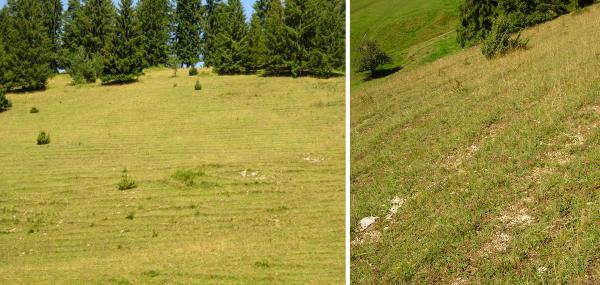 Papillons de jour de Suisse Hermite - Chazara briseis