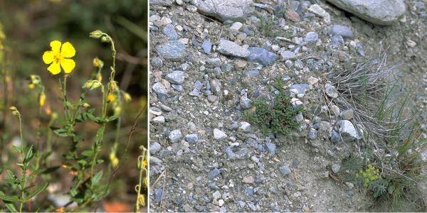 Papillons de jour de Suisse Hespérie de l'onoporde - Pyrgus onopordi