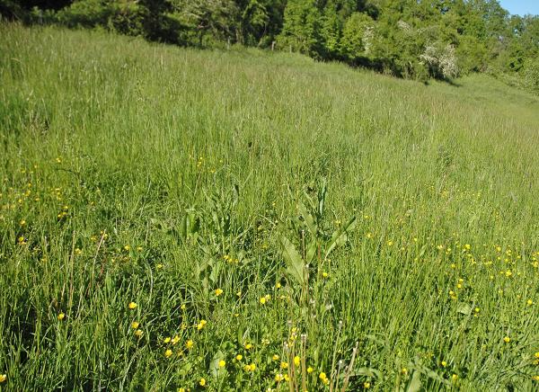 Papillons de jour de Suisse Cuivré des marais - Lycaena dispar
