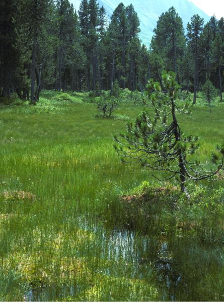 Odonaten der Schweiz Hochmoor-Mosaikjungfer - Aeshna  subarctica elisabethae 