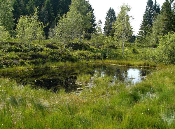 Odonaten der Schweiz Kleine Moosjungfer - Leucorrhinia  dubia 