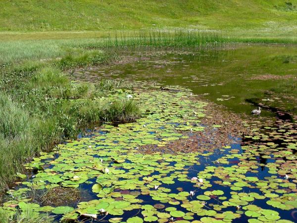 Odonaten der Schweiz Speer-Azurjungfer - Coenagrion  hastulatum