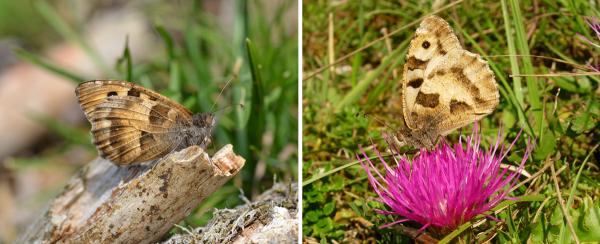 Papillons de jour de Suisse Hermite - Chazara briseis