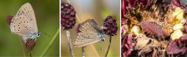 Papillons de jour de Suisse Azuré de la sanguisorbe - Phengaris teleius