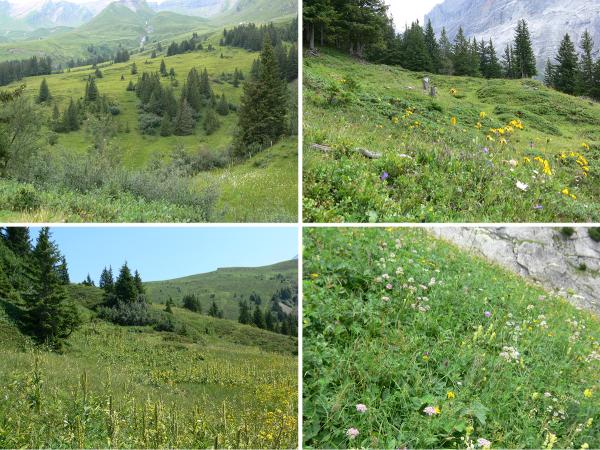 Papillons de jour de Suisse Moiré des Sudètes - Erebia sudetica