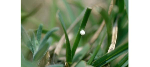 Papillons de jour de Suisse Hermite - Chazara briseis