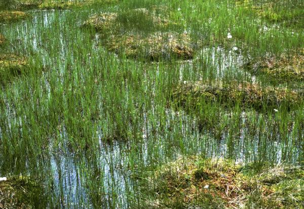 Odonaten der Schweiz Hochmoor-Mosaikjungfer - Aeshna  subarctica elisabethae 