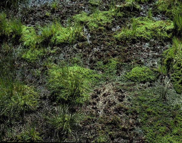 Odonaten der Schweiz Arktische Smaragdlibelle - Somatochlora  arctica 