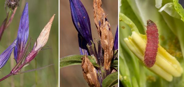 Papillons de jour de Suisse Azuré des mouillères - Phengaris alcon