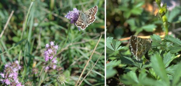 Tagfalter der Schweiz  Spätsommer-Würfelfalter - Pyrgus cirsii