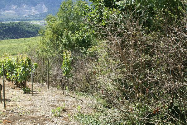 Papillons de jour de Suisse Azuré du baguenaudier - Iolana iolas