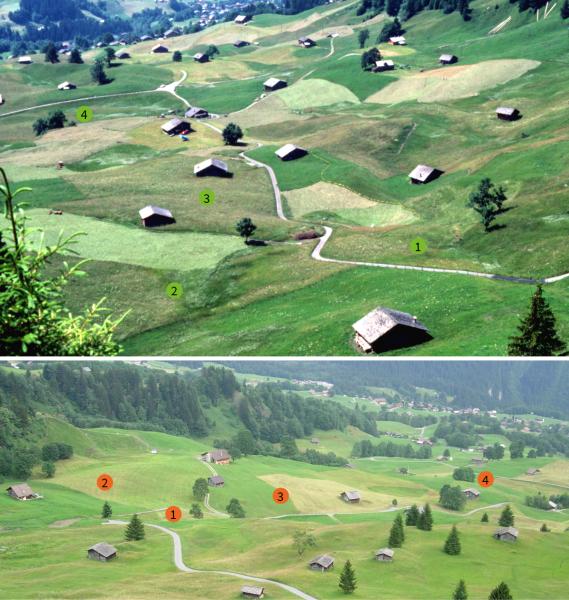 Papillons de jour de Suisse Moiré des Sudètes - Erebia sudetica