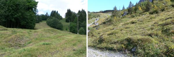 Papillons de jour de Suisse Moiré des Sudètes - Erebia sudetica