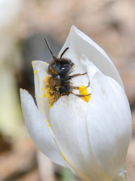 Les abeilles sauvages de Suisse  - Andrena allosa