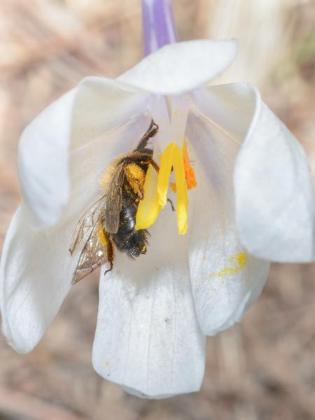 Les abeilles sauvages de Suisse  - Andrena allosa