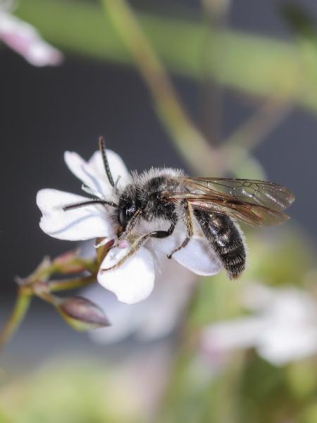 Les abeilles sauvages de Suisse  - Andrena amieti