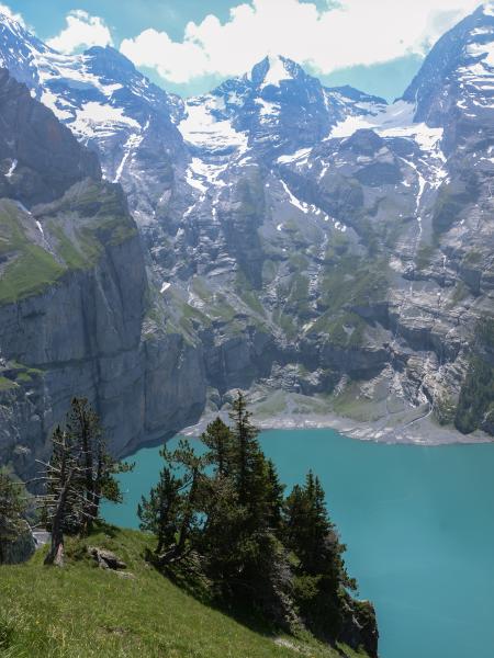 Les abeilles sauvages de Suisse  - Andrena amieti