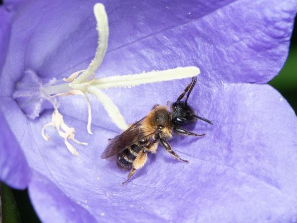 Les abeilles sauvages de Suisse  - Andrena bicolor