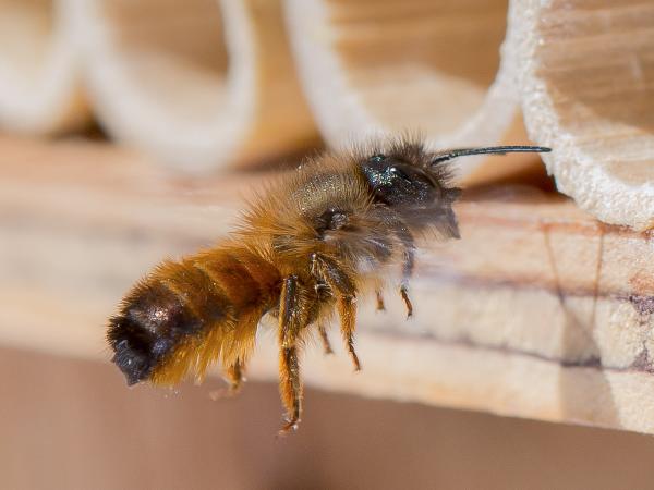 Wildbienen der Schweiz Rote Mauerbiene - Osmia bicornis