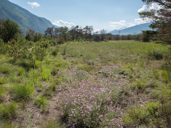 Wildbienen der Schweiz Zweifleck-Pelzbiene - Anthophora bimaculata