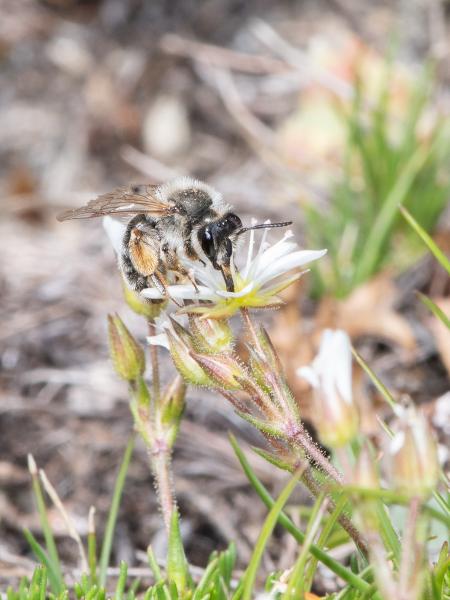 Les abeilles sauvages de Suisse  - Andrena montana