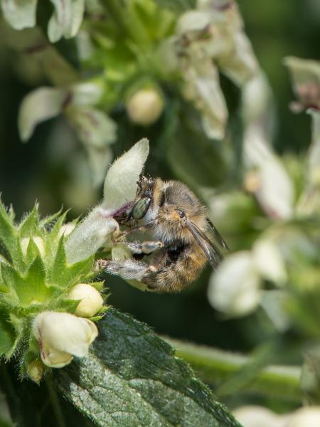 Wildbienen der Schweiz Vierfleck-Pelzbiene - Anthophora quadrimaculata