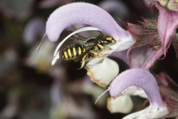 Wildbienen der Schweiz  - Anthidium manicatum