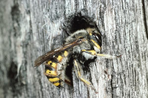 Wildbienen der Schweiz  - Anthidium manicatum