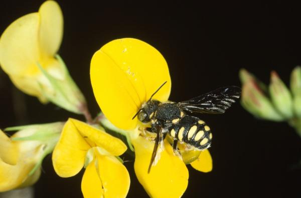 Wildbienen der Schweiz  - Anthidiellum strigatum