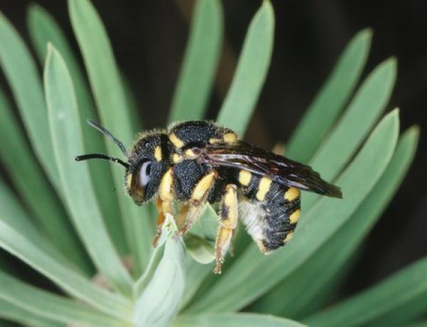 Wildbienen der Schweiz  - Anthidiellum strigatum