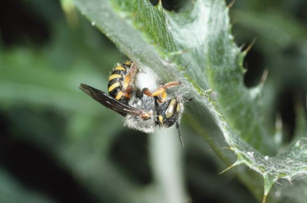 Wildbienen der Schweiz  - Anthidium oblongatum