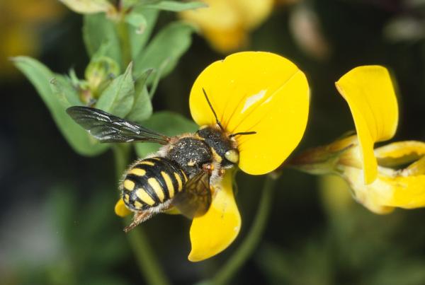 Wildbienen der Schweiz  - Anthidium oblongatum