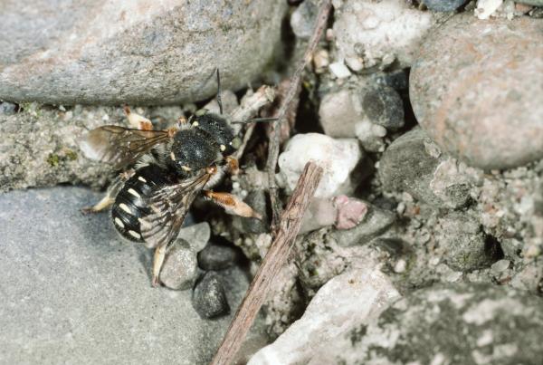 Wildbienen der Schweiz  - Anthidium punctatum