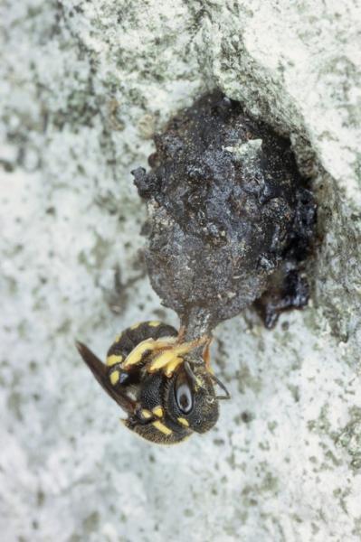 Wildbienen der Schweiz  - Anthidiellum strigatum