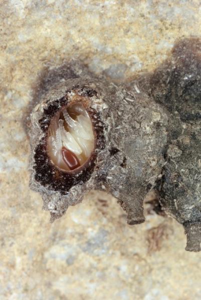 Wildbienen der Schweiz  - Anthidiellum strigatum