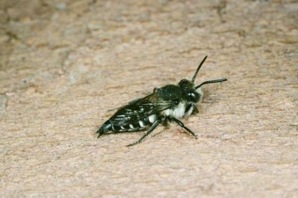 Wildbienen der Schweiz  - Coelioxys conicus