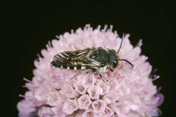 Wildbienen der Schweiz  - Coelioxys rufescens