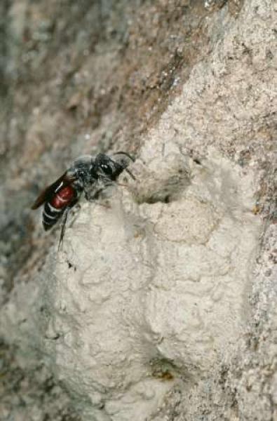 Wildbienen der Schweiz  - Dioxys cinctus