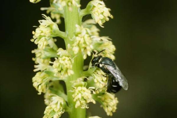 Wildbienen der Schweiz  - Hylaeus signatus