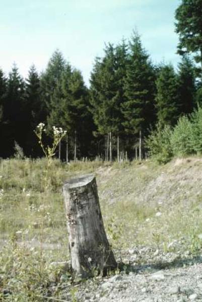 Wildbienen der Schweiz  - Megachile lapponica